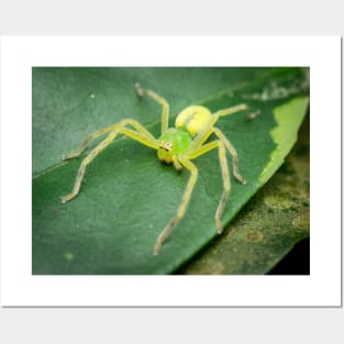 A female green huntsman spider (Micrommata virescens) Posters and Art